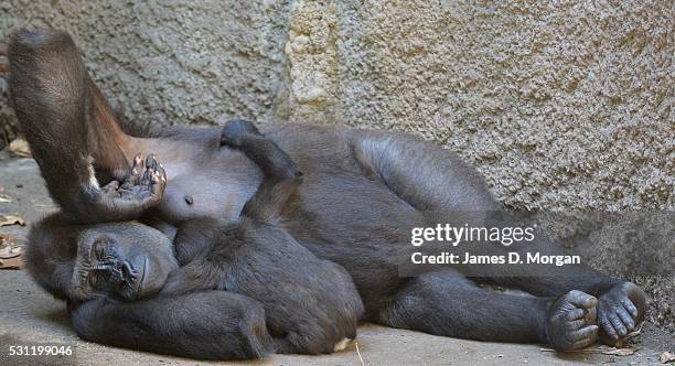 Kanji playing with her mother at Melbourne Zoo on a warm autumn day on March 17th, 2016 in Melbourne Zoo, Australia.
