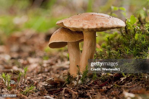 germany, jersey cow mushrooms, suillus bovinus - suillus bovinus stock pictures, royalty-free photos & images