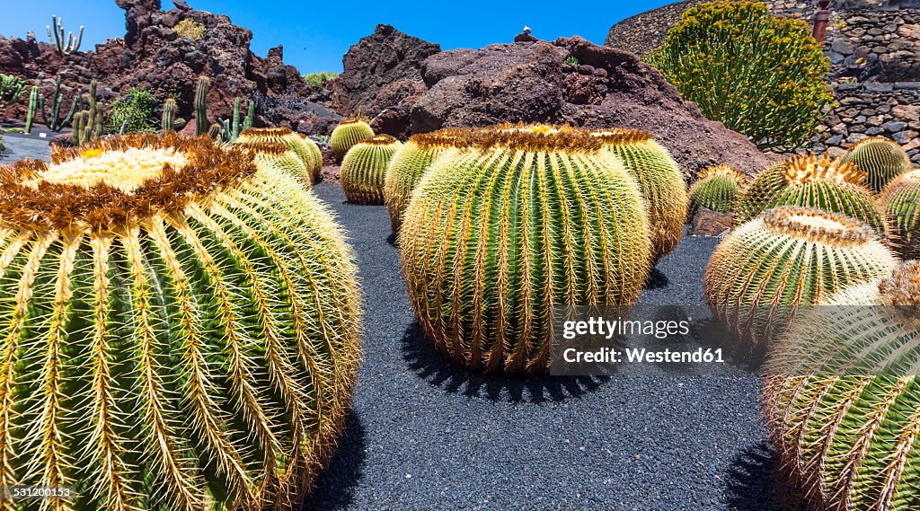 Mexico, Golden Barrel Cactus, Echinocactus grusonii
