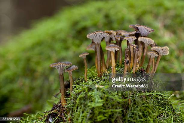 germany, baden-wuerttemberg, waldenburg mountains, yellowfoot - cantharellus tubaeformis stock pictures, royalty-free photos & images