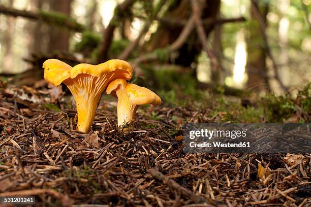 germany, baden-wuerttemberg, waldenburg mountains, chanterelle - cantharellus cibarius stock pictures, royalty-free photos & images