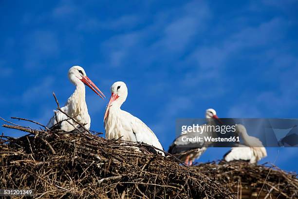 germany, stork's nest with white storks, ciconia ciconia - storch stock-fotos und bilder