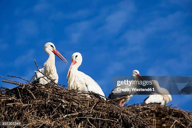 germany, stork's nest with white storks, ciconia ciconia - white stork stock pictures, royalty-free photos & images