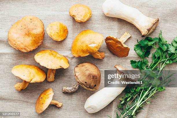 assorted wild mushrooms - birch bolete stock pictures, royalty-free photos & images