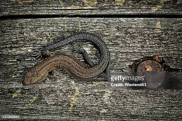 common lizard, zootoca vivipara, sitting on grey wood - lacerta vivipara stock pictures, royalty-free photos & images