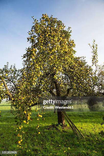 germany, baden-wuerttemberg, near tuebingen, apple tree - baden württemberg stock-fotos und bilder