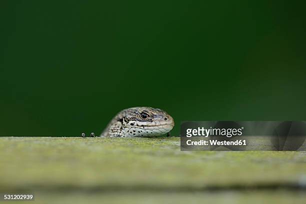 head od common lizard, zootoca vivipara - lacerta vivipara stock pictures, royalty-free photos & images