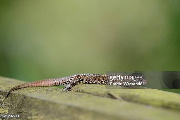 common lizard, zootoca vivipara, sitting on wood - lacerta vivipara stock pictures, royalty-free photos & images