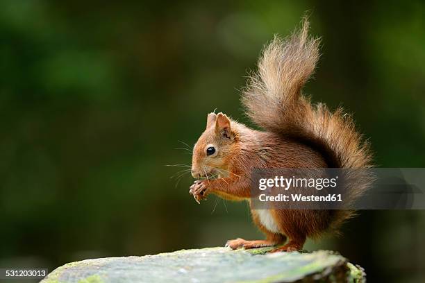 eurasian red squirrel, sciurus vulgaris - squirrel stock pictures, royalty-free photos & images