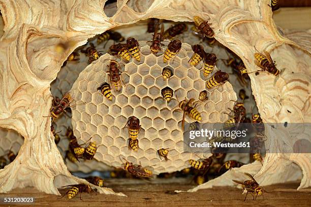 hornets, vespa crabro, at vespiary - getingbo bildbanksfoton och bilder