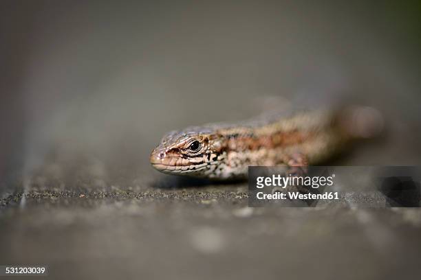 portrait of common lizard, zootoca vivipara - lacerta vivipara stock pictures, royalty-free photos & images