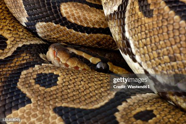 Royal Python Eyes 3,013 Snakes Eyes Stock Photos, High-Res Pictures, and Images - Getty ...