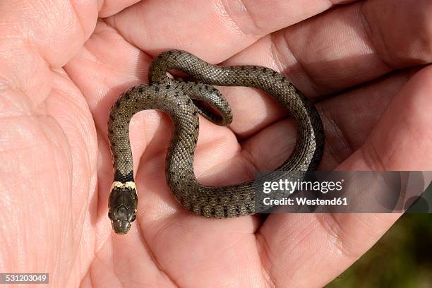 Azgr Snake 241 Snake 47 Stock Photos, High-Res Pictures, and Images - Getty Images