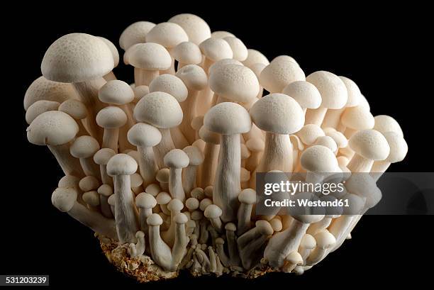 shimeji mushrooms in front of black background - shimeji pilz stock-fotos und bilder