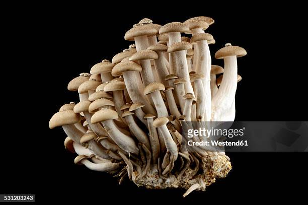 shimeji mushrooms in front of black background - shimeji mushroom - fotografias e filmes do acervo