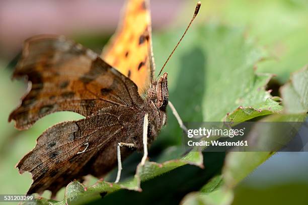 comma, polygonia c-album, sitting on a leaf - comma butterfly stock pictures, royalty-free photos & images