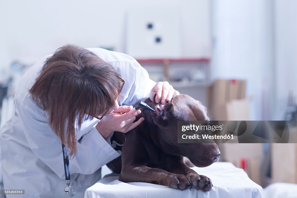 Veterinary examinig dog