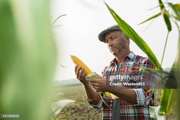 portrait of farmer controlling corn cob in a maizefield - images of corn harvest ストックフォトと画像