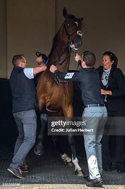 Cunco, the first offspring of the champion racehorse Frankel to appear on a racecourse, causes trouble while being saddled before winning Division II...