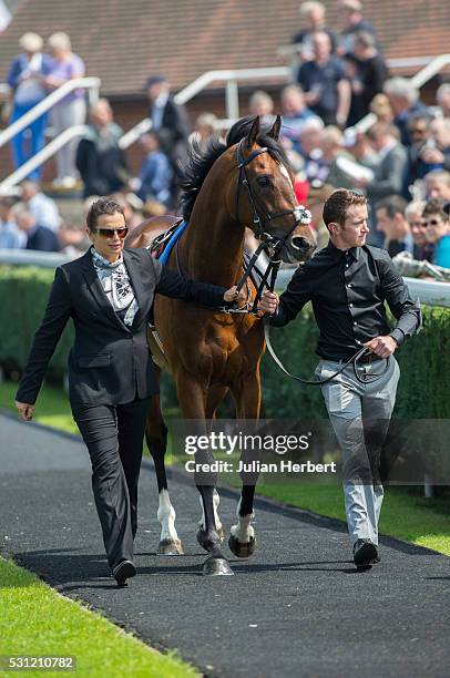 Cunco, the first offspring of the champion racehorse Frankel to appear on a racecourse, is lead round the parade ring by traveling head girl Anneli...