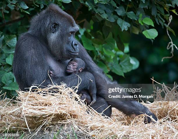 Baby Western Lowland Gorilla has first appearance at Melbourne Zoo, Australia on March 18, 2015 in Melbourne, Australia.