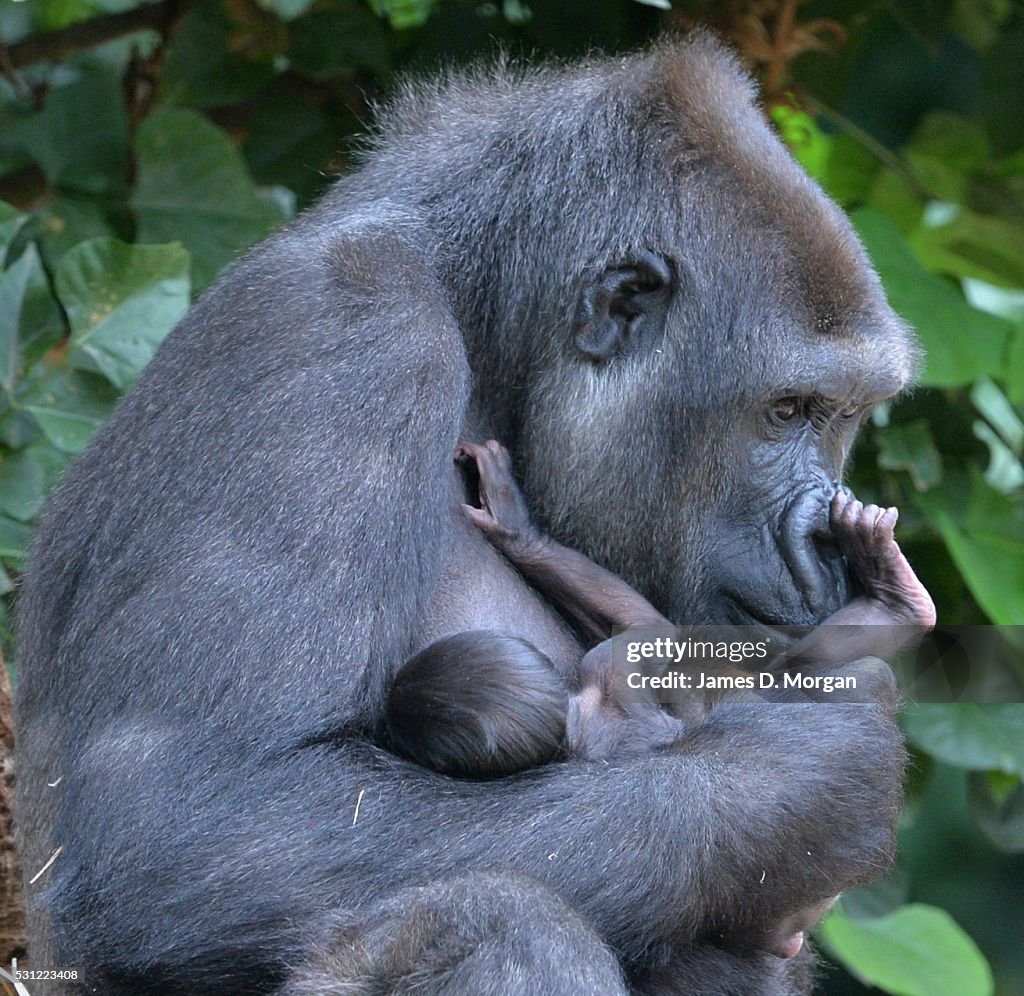Baby Gorilla's First Appearance At Melbourne Zoo, Australia