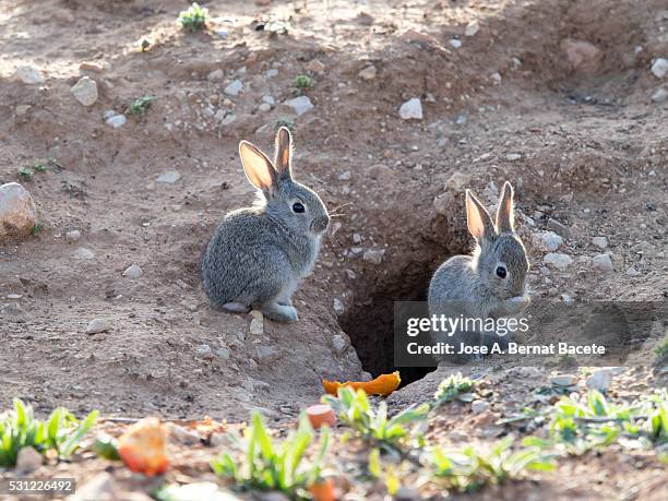 two small babies of rabbit close to his burrow. ( species oryctolagus cuniculus.) - rabbit burrow stock pictures, royalty-free photos & images