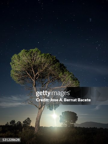Full moon shining out among the pines in the mountains Full moon shining out among the pines in the mountains