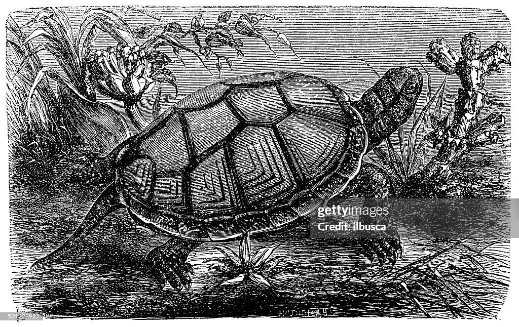 Antique illustration of European pond turtle (Emys orbicularis)