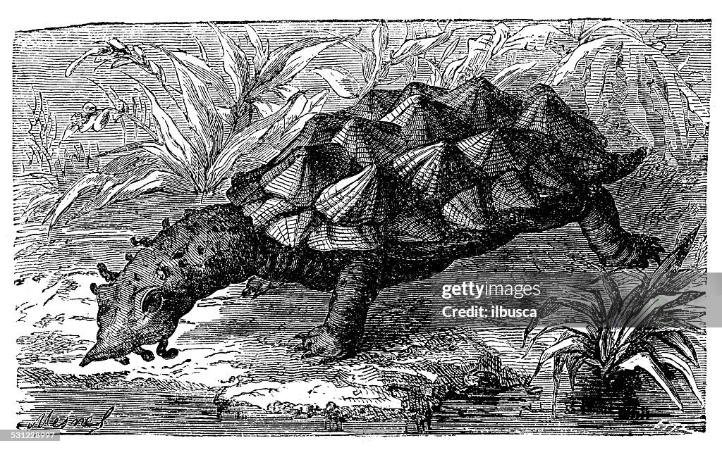 Antique illustration of pond turtle matamata (Chelus fimbriata)