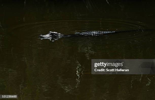 An alligator swims during the second round of THE PLAYERS Championship at the Stadium course at TPC Sawgrass on May 13, 2016 in Ponte Vedra Beach,...