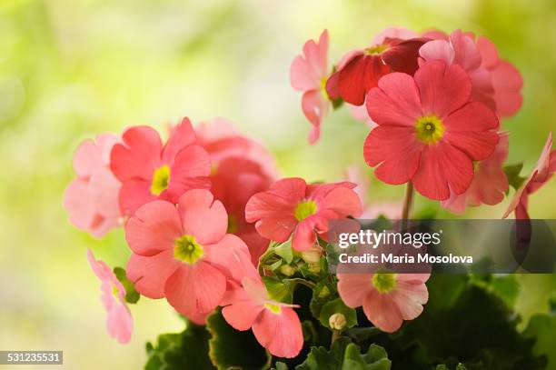 fully open flowers of primula obconica - primula fotografías e imágenes de stock