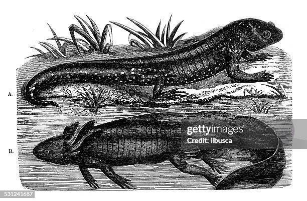antique illustration of axolotl - mexican axolotl stock illustrations