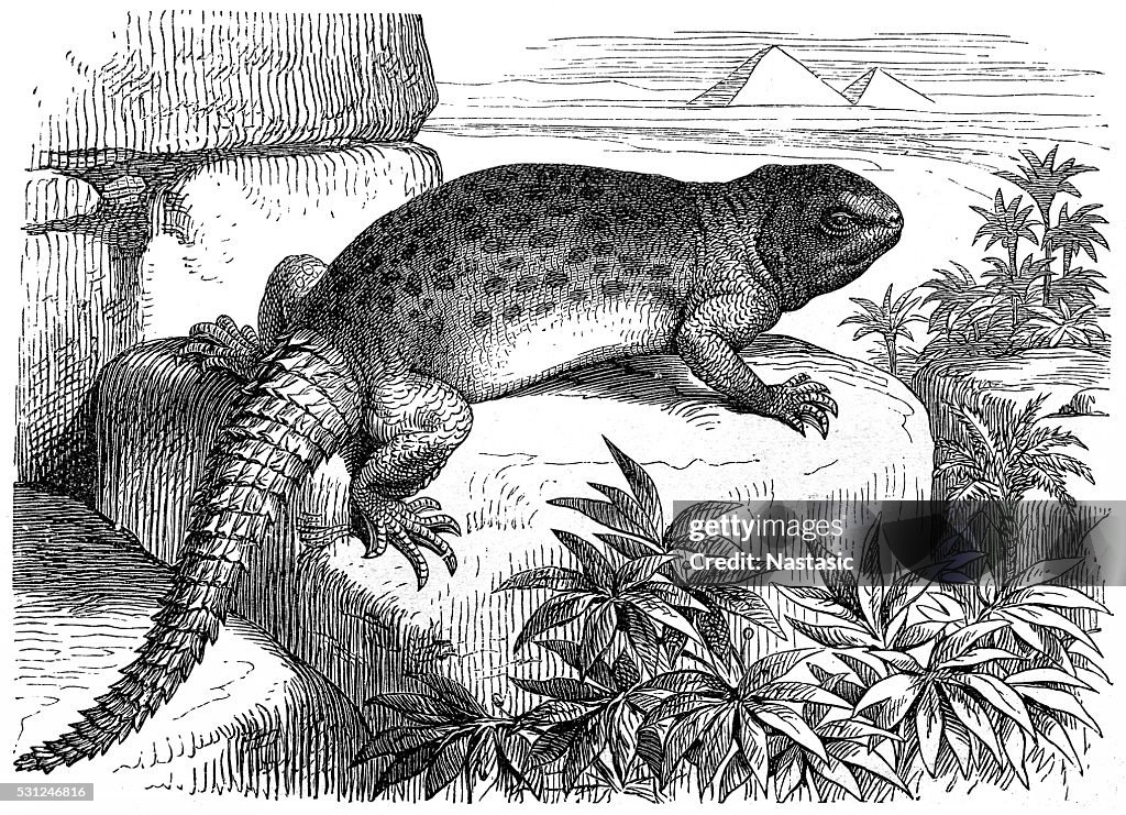 Egyptian Mastigure (Uromastyx aegyptia)