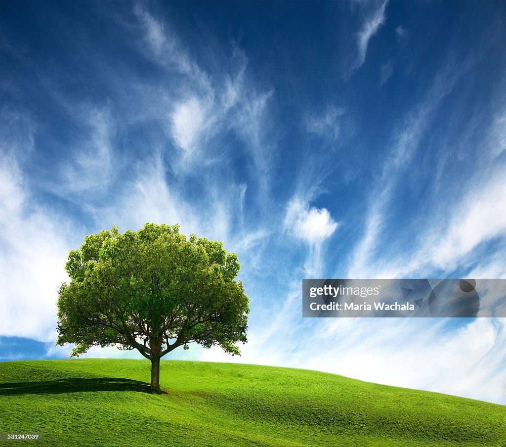 Old Tree on green field