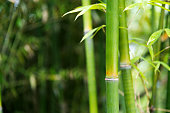 Closeup of green bamboo trees