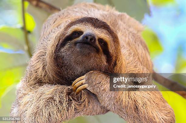 Happy Sloth