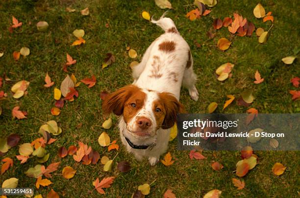 dog amongst the fallen leaves - brittany spaniel fotografías e imágenes de stock