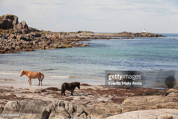 wild horses on a beach - nordland county photos et images de collection