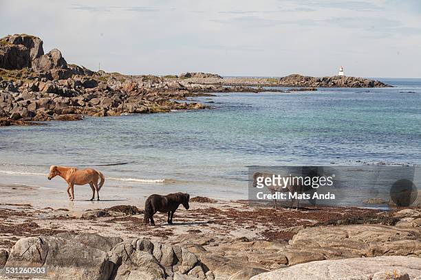 wild horses on a beach - nordland county stock pictures, royalty-free photos & images