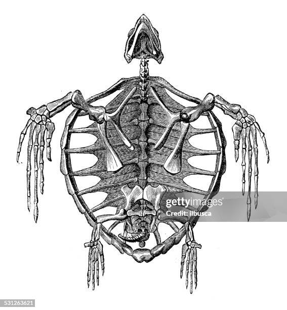 ilustraciones, imágenes clip art, dibujos animados e iconos de stock de anticuario ilustración de tortugas esqueleto de los huesos - esqueleto de animal