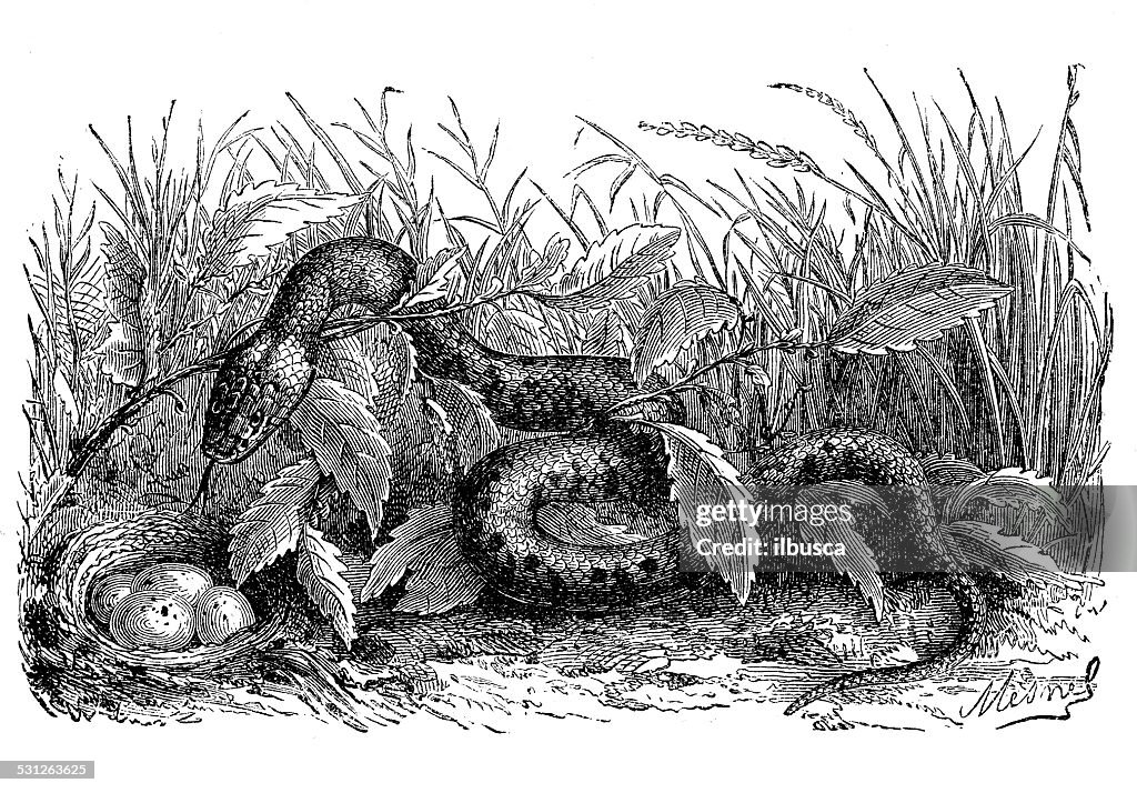 Antique illustration of grass/water snake (Natrix natrix)
