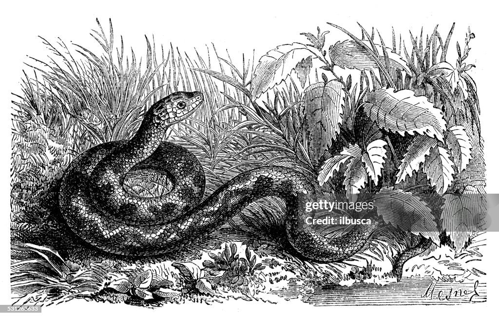 Antique illustration of Natrix maura (viperine water snake)