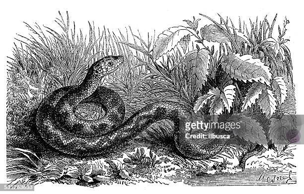 antique illustration of natrix maura (viperine water snake) - water snake stock illustrations