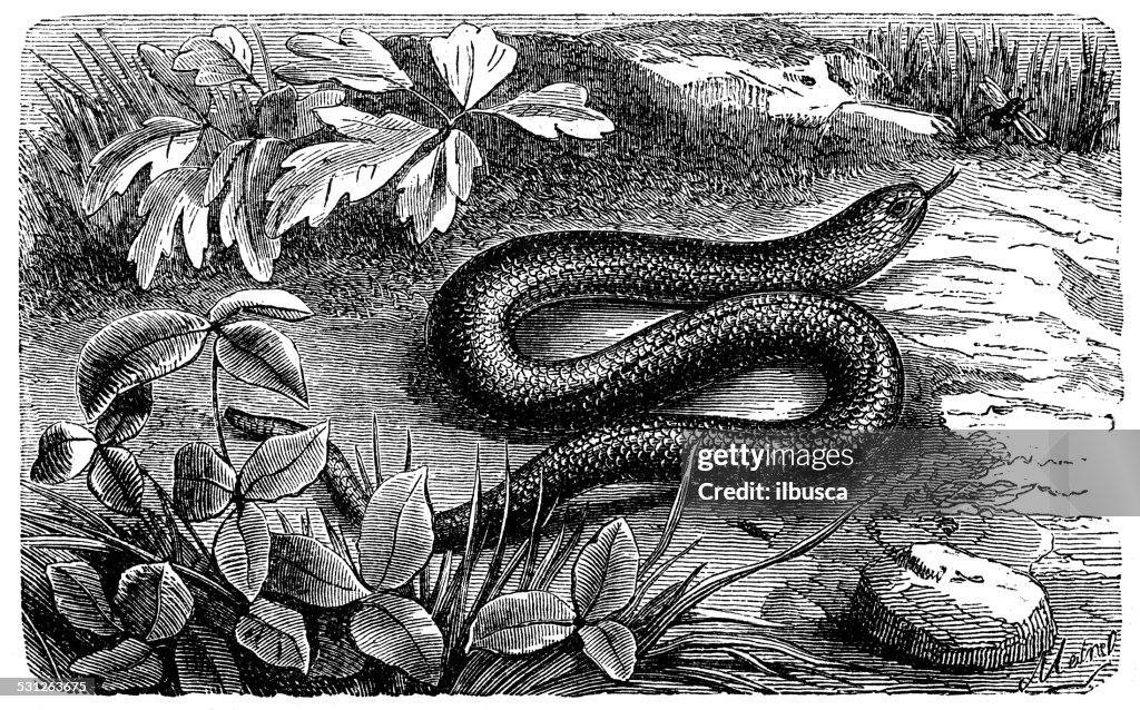 Antique illustration of Anguis fragilis (slow worm)