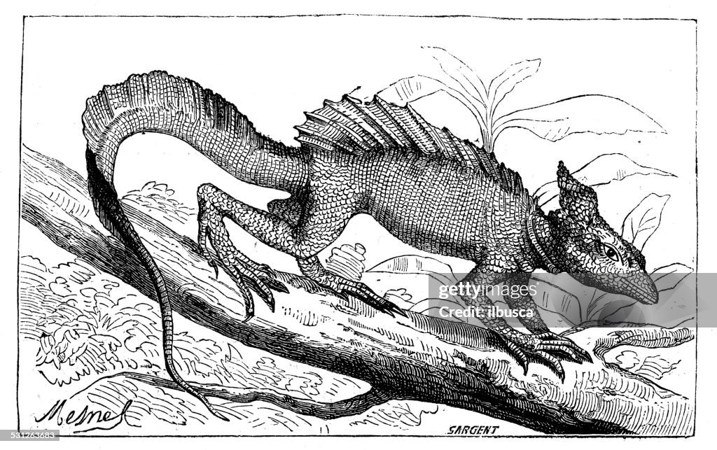 Antique illustration of basilisk