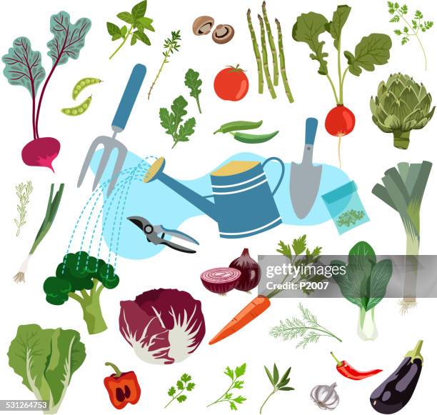 stockillustraties, clipart, cartoons en iconen met planting and harvesting of fresh vegetables - dille