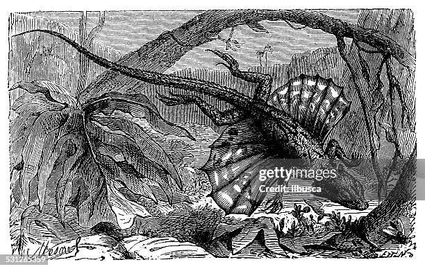 antique illustration of draco - draco stock illustrations