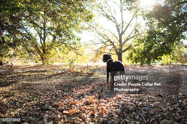 Labrador And Rear View Photos and Premium High Res Pictures - Getty Images