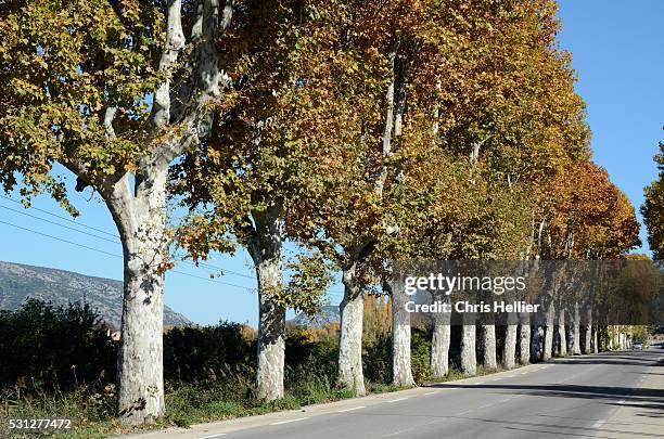 avenue of plane trees in provence - plane trees stock pictures, royalty-free photos & images